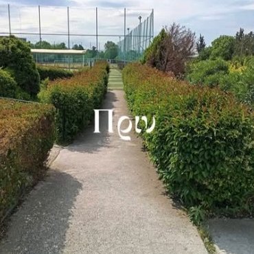 Πριν: φράχτες χωρίς κλάδεμα