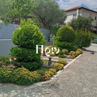 Πριν: θάμνοι χωρίς σχήμα